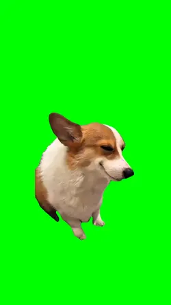 DOG SMIRKING