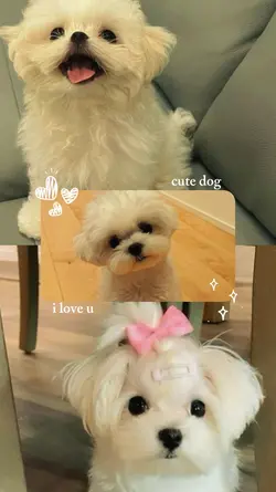 dog template