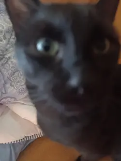 XD