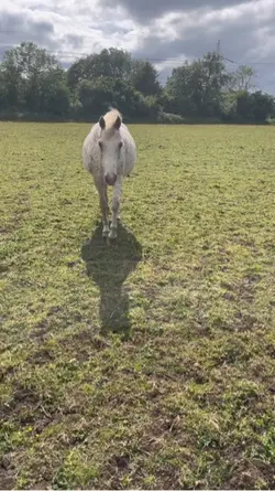 they way he walks up