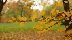 fall time