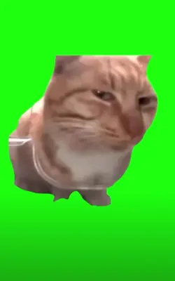 même  green backgrou