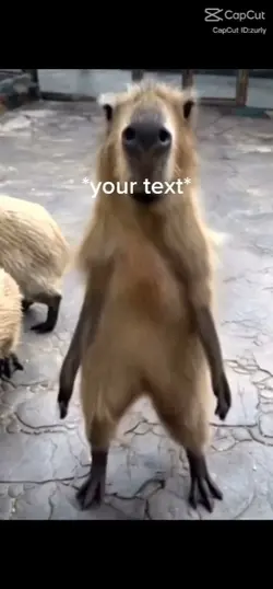 your texte 