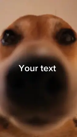 Dog meme