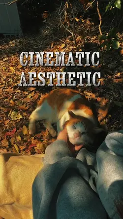 Love cat aesthetic