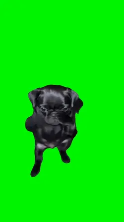 scuba dog