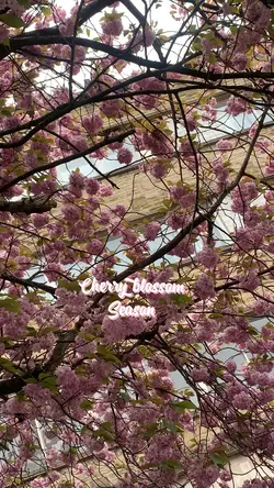  Cherry Blossoms 