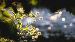 aesthetic - natural 