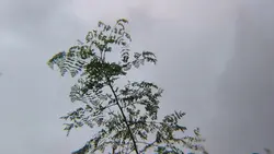 apexel 18x lens zoom