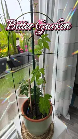 Dragon Frucht AI