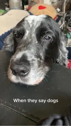 When they say dogs..
