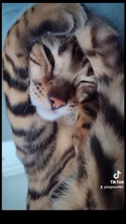chat