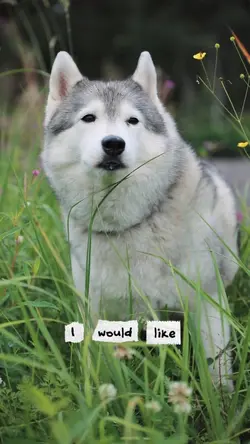 Dog lover template