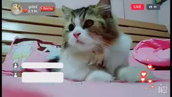 ไลพ์สด