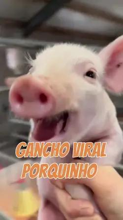 Porquinho Feliz