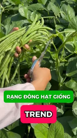 TREND RẠNG ĐÔNG