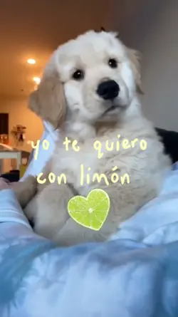 perrito