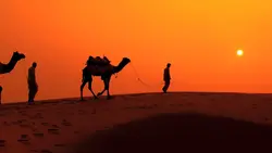 camels