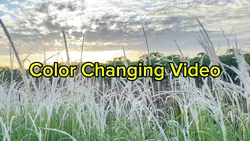 Color Changing Video