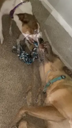 Dogs Rocky challenge