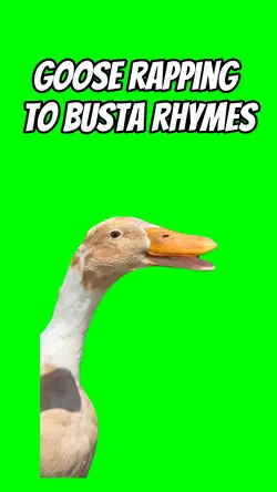 Goose rapping 