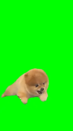 Dog Barking 