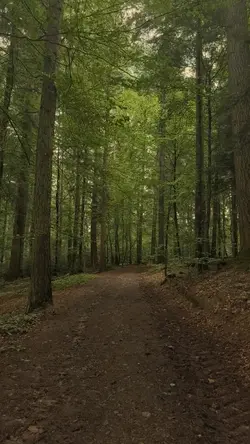 Forest Freshness