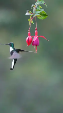 most cut birds