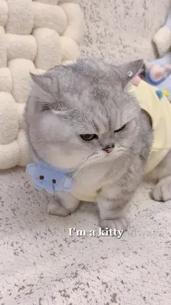I’m a Kitty | Cat