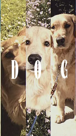 Dog animals