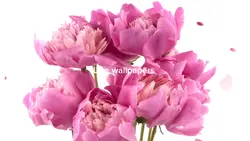 Rose template