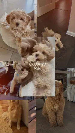 Goodbye Milo