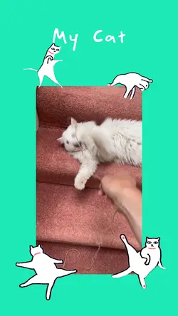 My Cat 🐱 