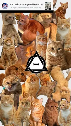 ginger  tabby Cat 