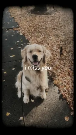 i miss you my dog