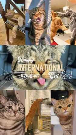 international cat