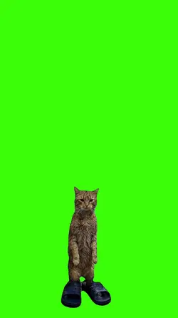 Gato.