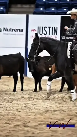 THAT HORSE😍😍>>>>