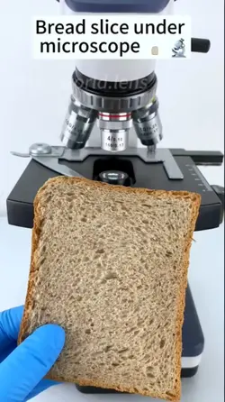 UNDER MICROSCOPE 