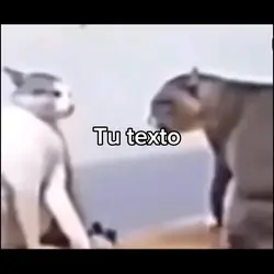 Gatos random