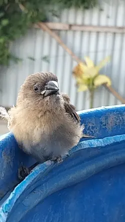 burung berkicau