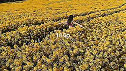 144p