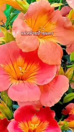 แม่หม้ายป้ายแดง