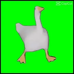 Duck 