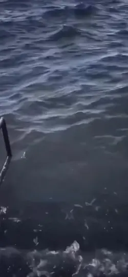 Ocean meme