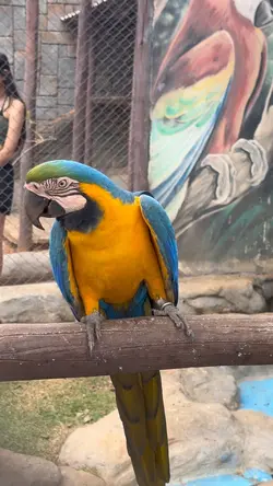 Animais