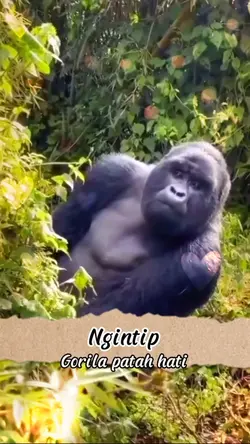 Ngintip aja