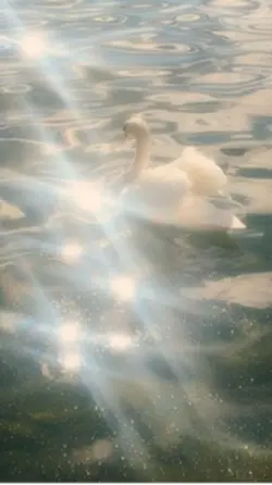 Dreamy filter 🦢