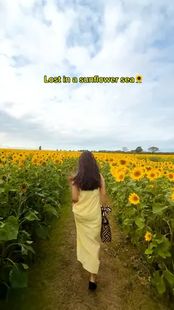 Sunflower 🌻 