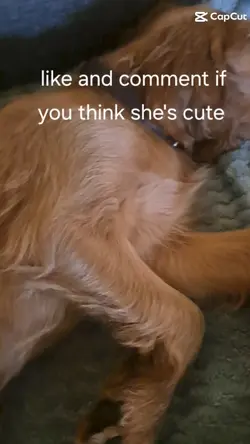 new puppy